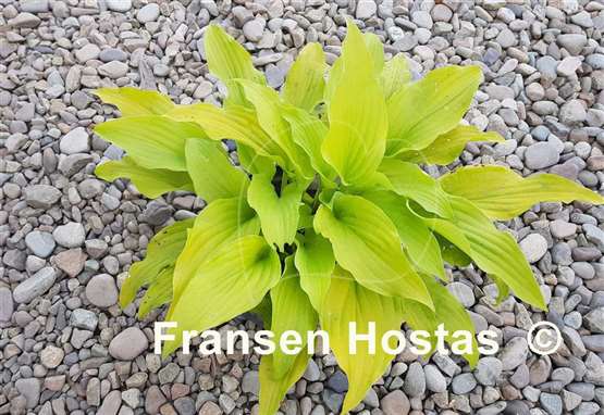 Hosta Country Melody